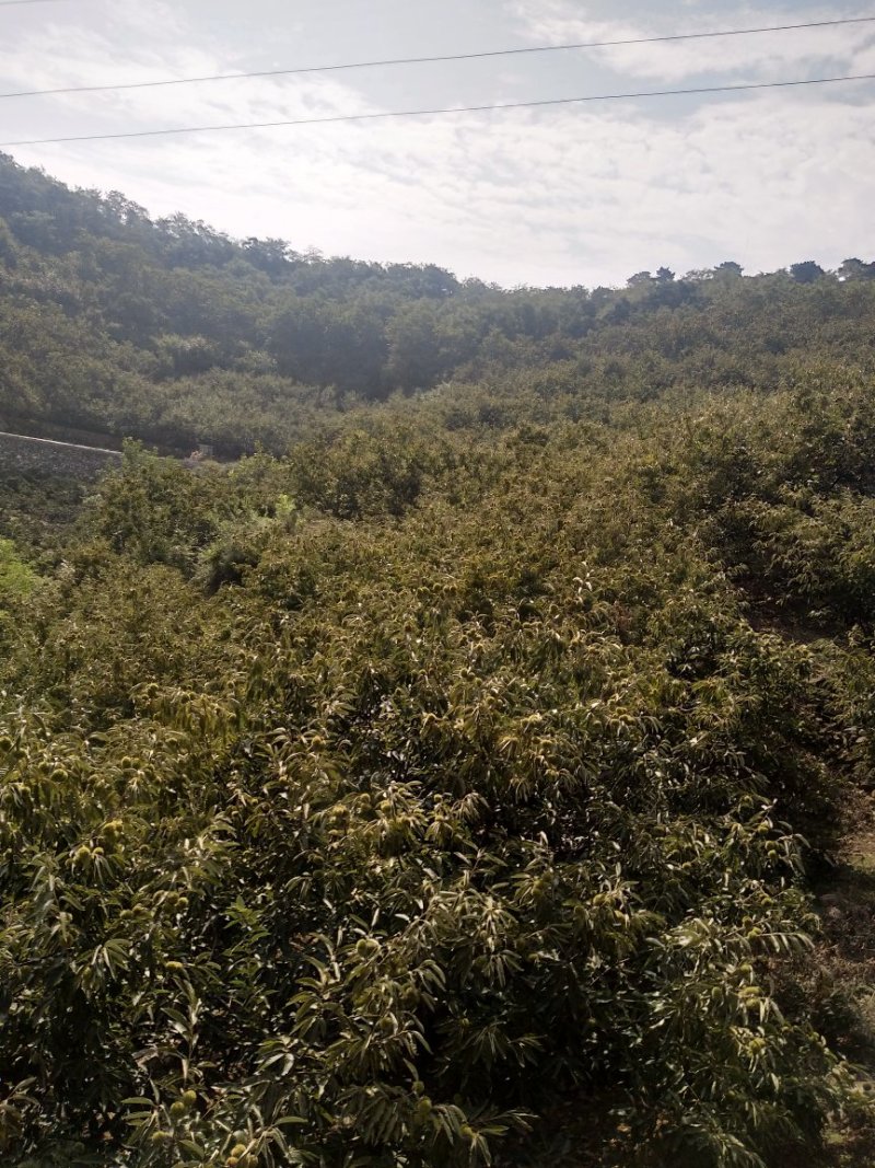 板栗