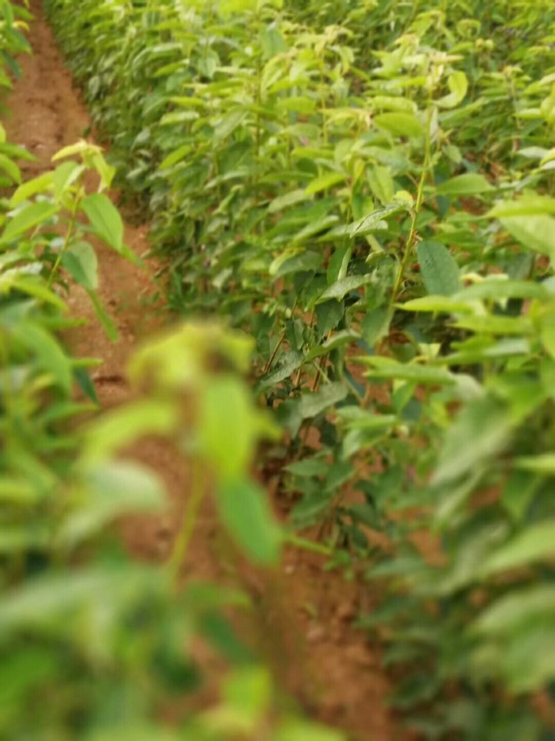 俄罗斯8号樱桃苗基地直供现挖现卖规格齐全