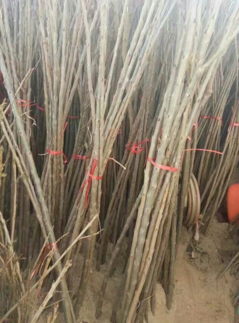 俄罗斯8号樱桃苗基地直供现挖现卖规格齐全