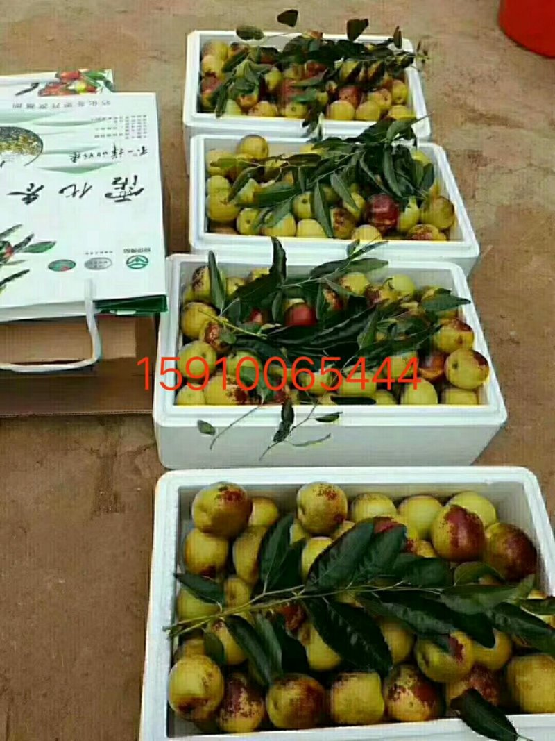 沾化冬枣