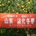 沾化冬枣