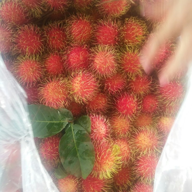 毛丹