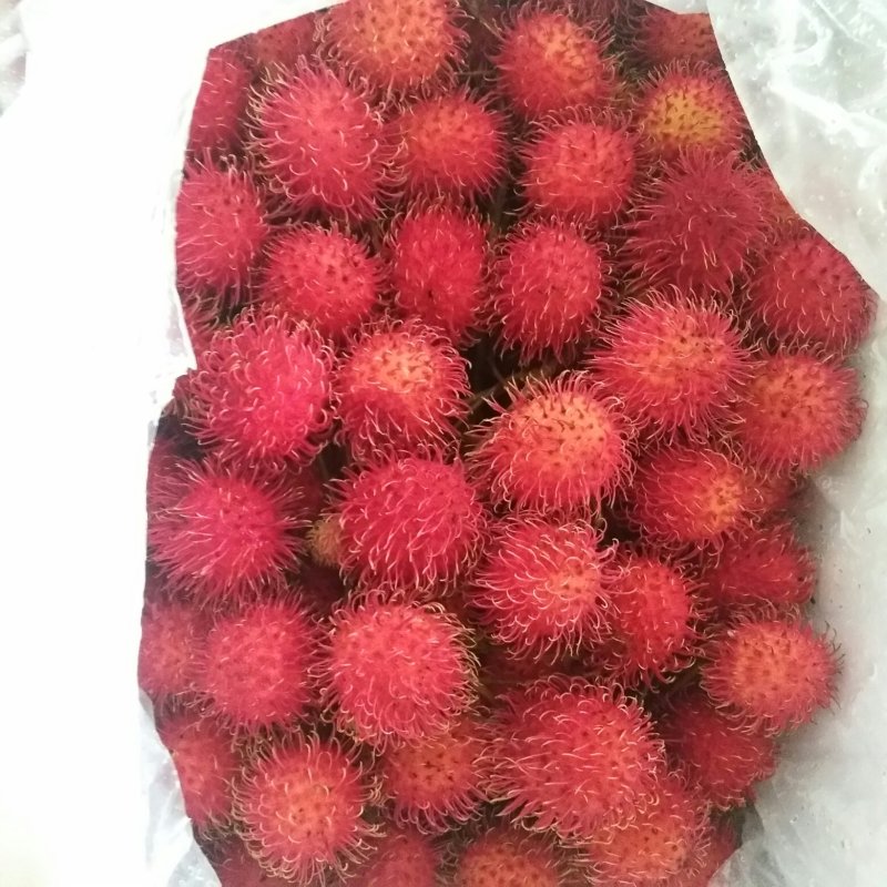 毛丹