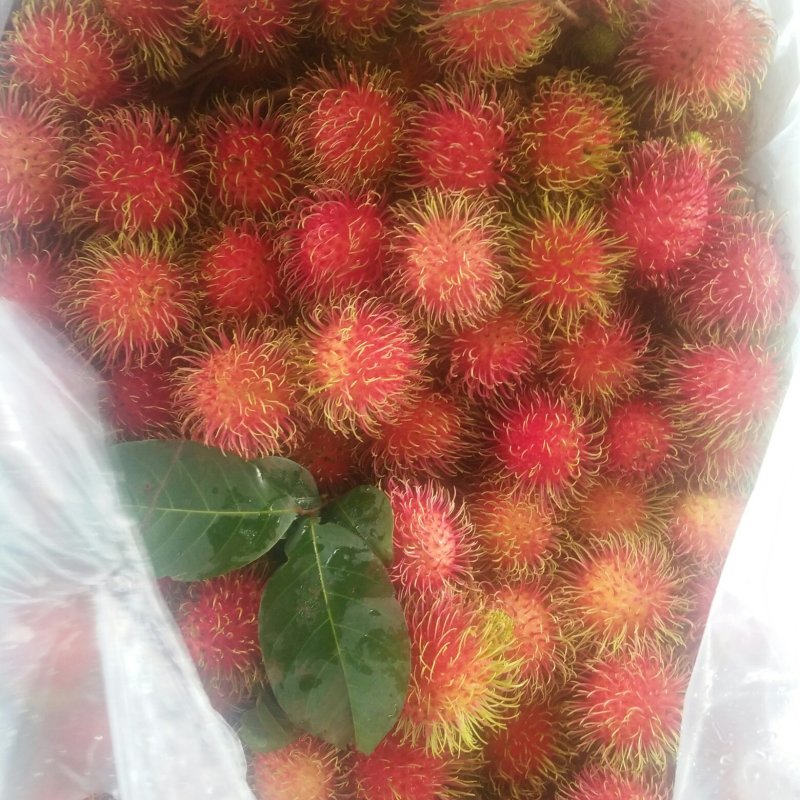 毛丹