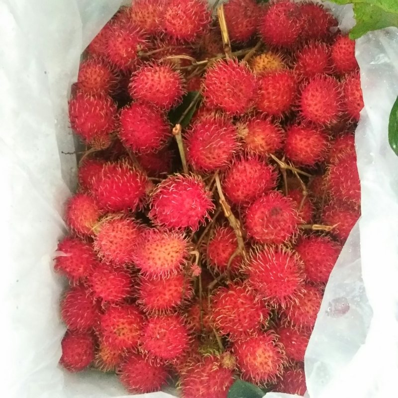 毛丹