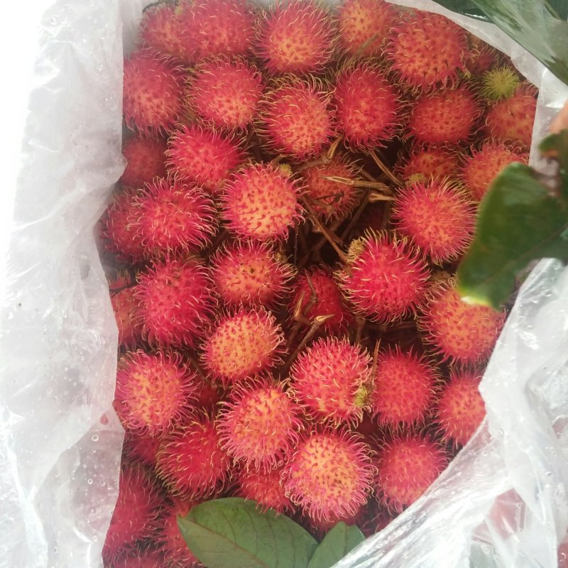 毛丹