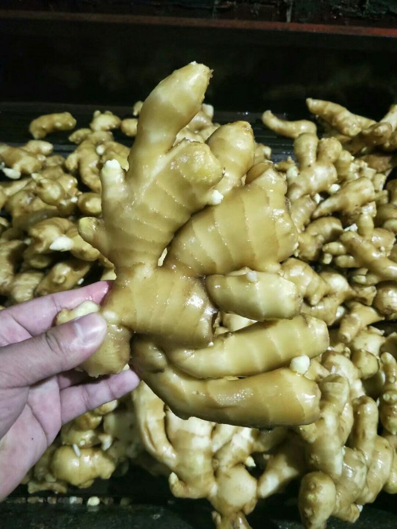 山东精品生姜货源充足品质好颜色好辣味足质量有保障