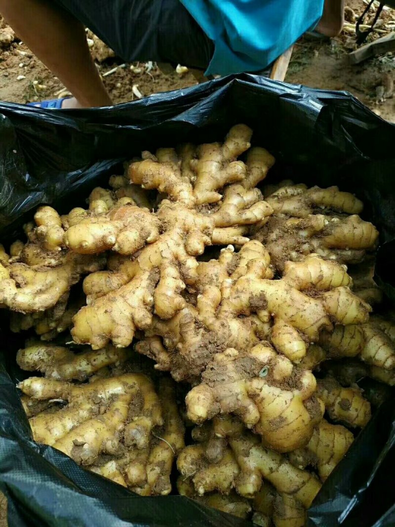 山东精品生姜货源充足品质好颜色好辣味足质量有保障