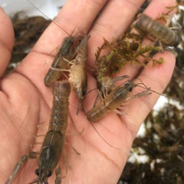 澳洲龙虾澳洲淡水大龙虾，澳洲淡水龙虾苗