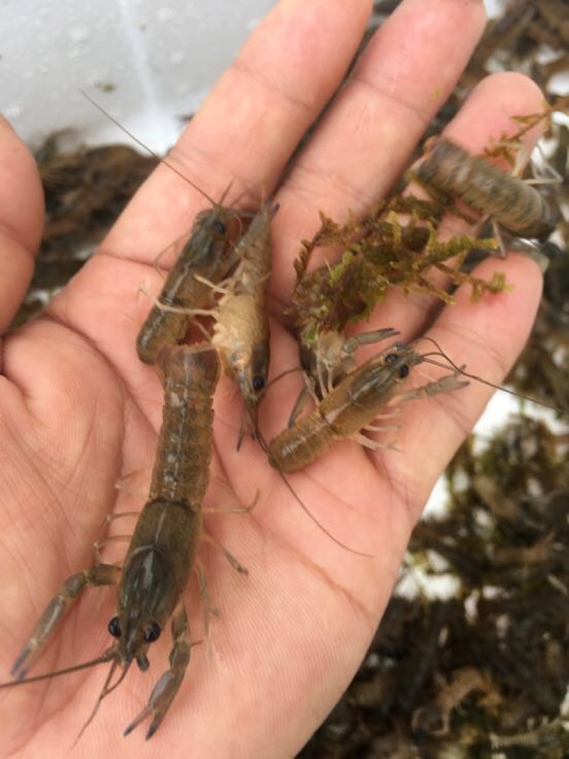 澳洲龙虾澳洲淡水大龙虾，澳洲淡水龙虾苗