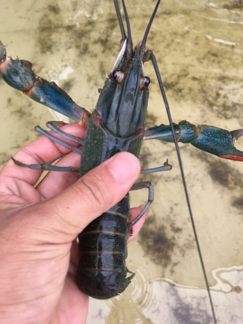 澳洲龙虾澳洲淡水大龙虾，澳洲淡水龙虾苗