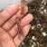 澳洲龙虾澳洲淡水大龙虾，澳洲淡水龙虾苗