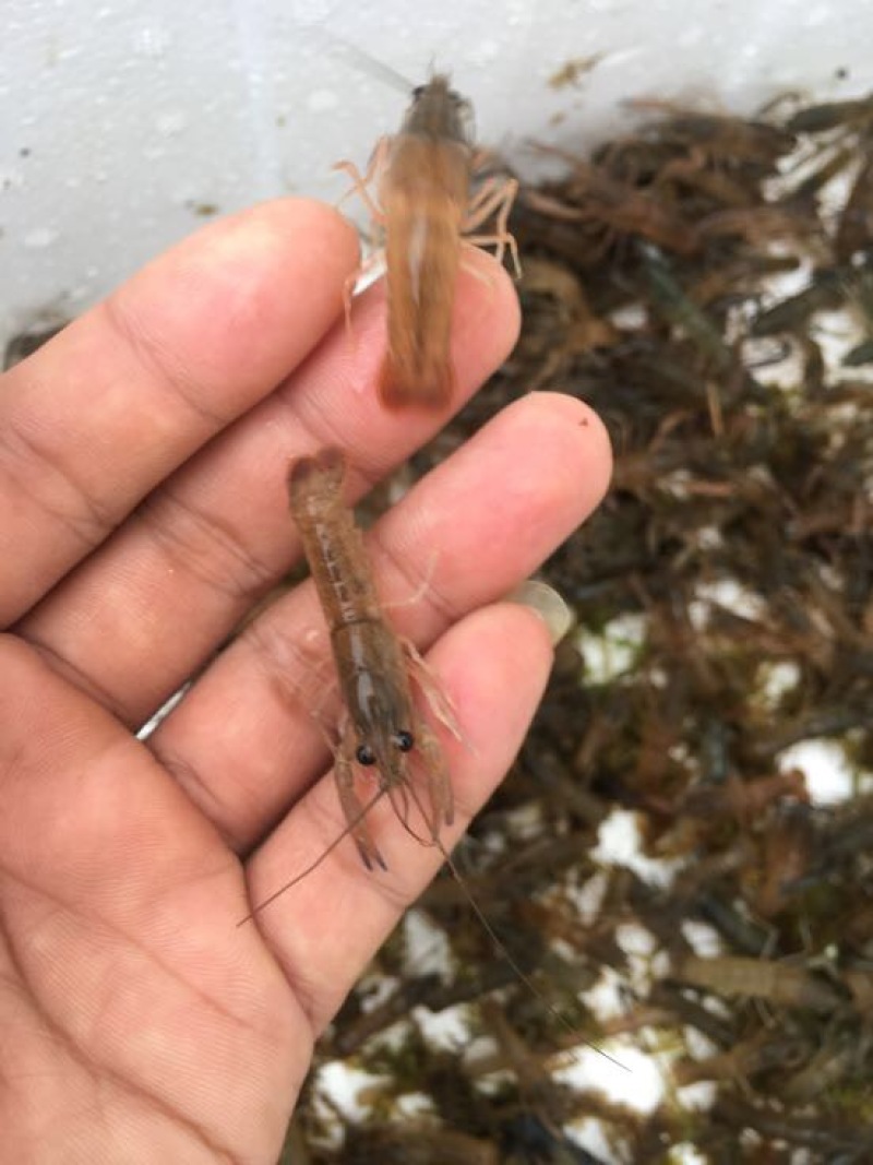 澳洲龙虾澳洲淡水大龙虾，澳洲淡水龙虾苗