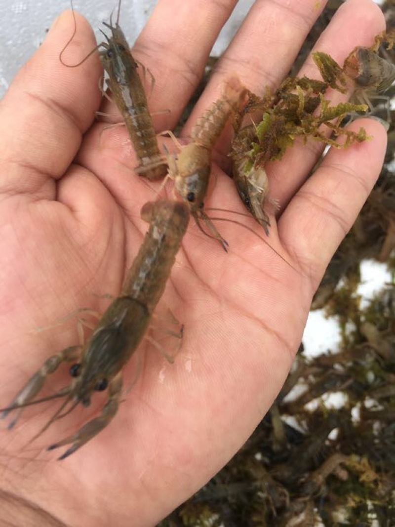 澳洲龙虾澳洲淡水大龙虾，澳洲淡水龙虾苗