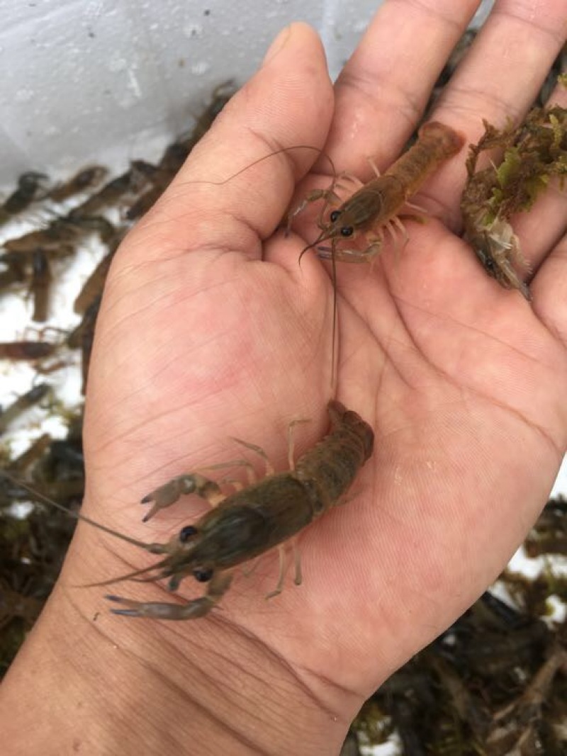 澳洲龙虾澳洲淡水大龙虾，澳洲淡水龙虾苗