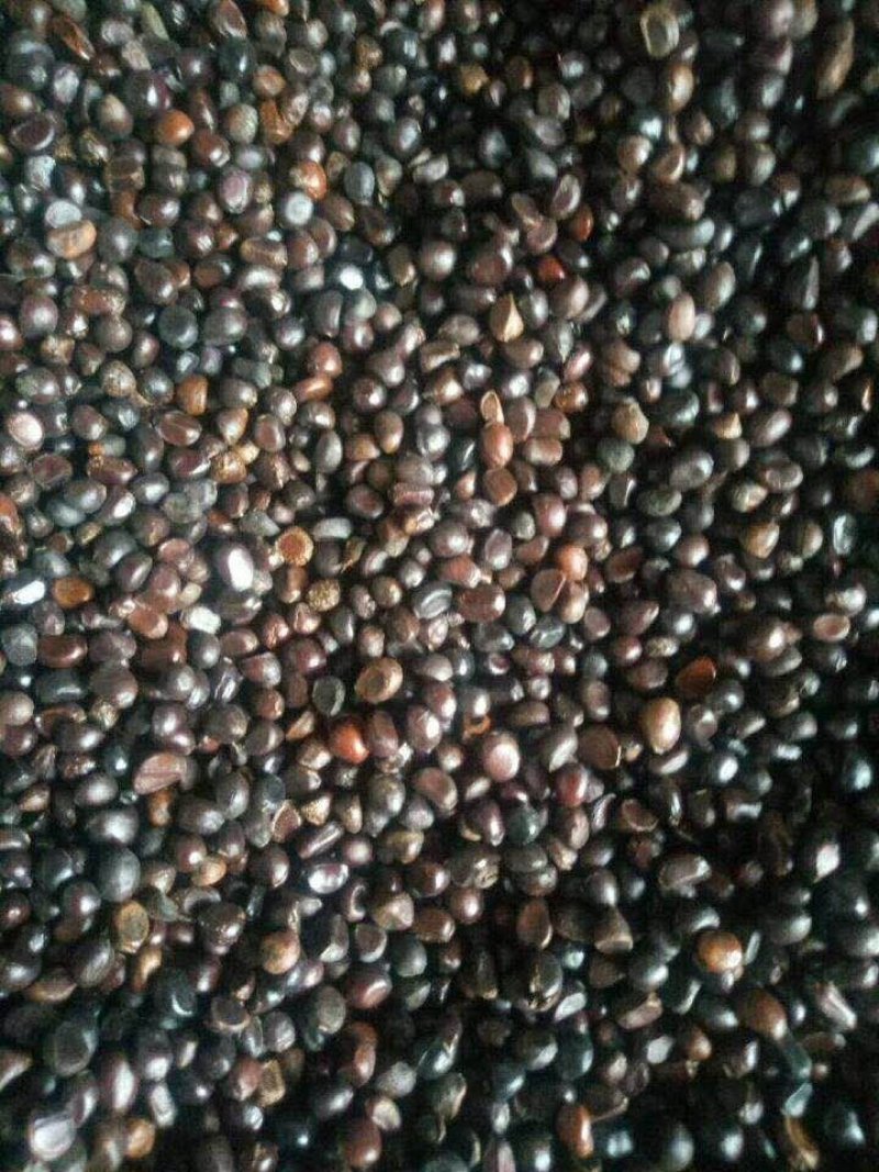 芍药籽芍药花籽2021年新籽发芽率有保障