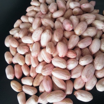 大良花生良种，潍花八号，鲁花11