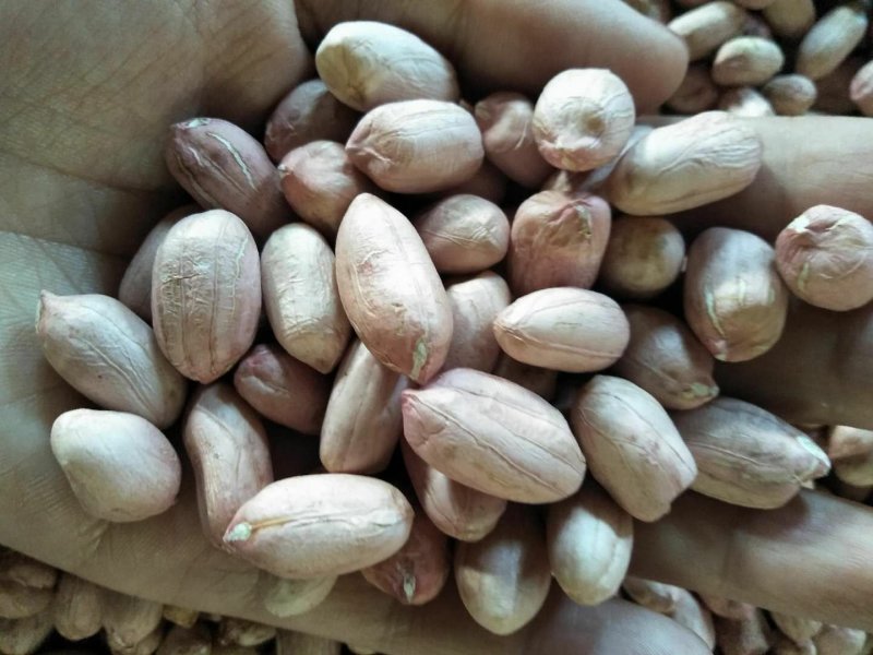 大良花生良种，潍花八号，鲁花11