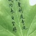 大良花生良种，潍花八号，鲁花11