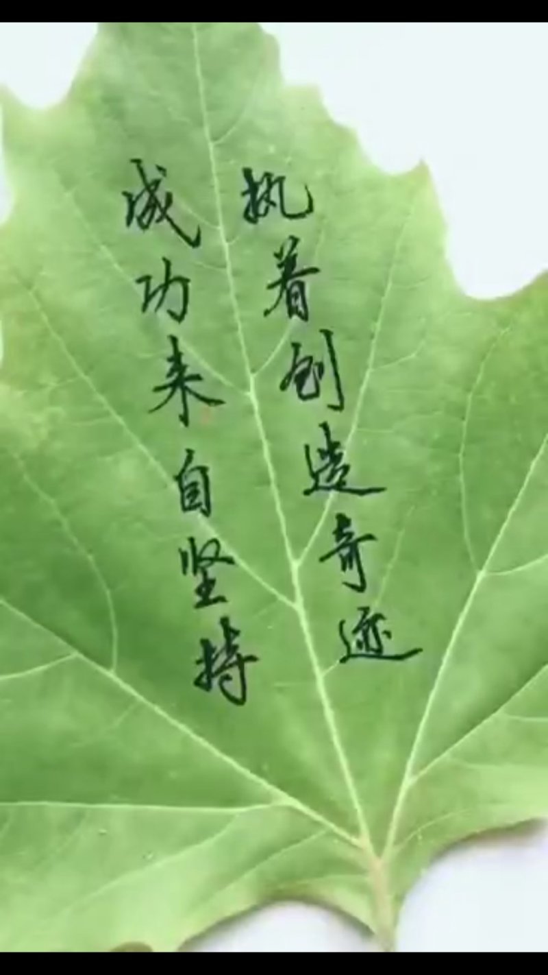 大良花生良种，潍花八号，鲁花11