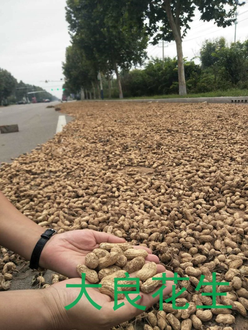 大良花生良种，潍花八号，鲁花11