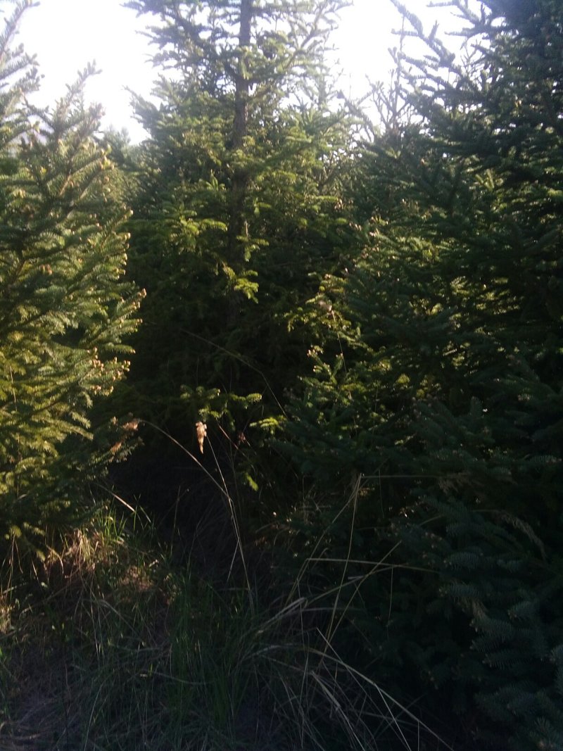 云杉，青海云杉货量大优惠，货源充足，包成活包技术