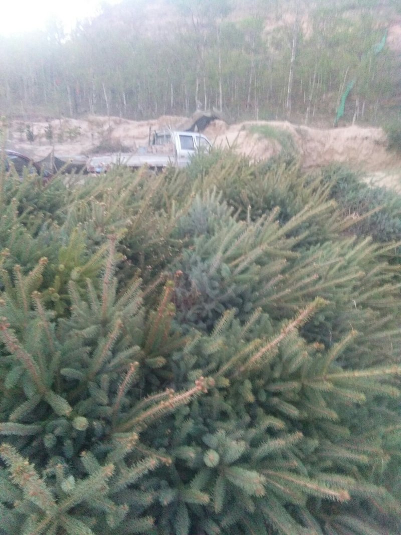 云杉，青海云杉货量大优惠，货源充足，包成活包技术