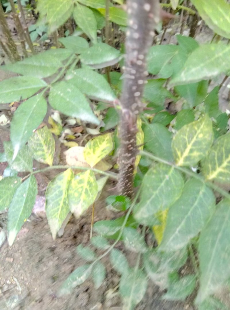 泰山大红袍花椒苗，九叶青花椒苗，狮子头花椒苗，麻辣花椒