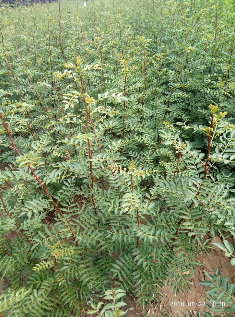 泰山大红袍花椒苗，九叶青花椒苗，狮子头花椒苗，麻辣花椒