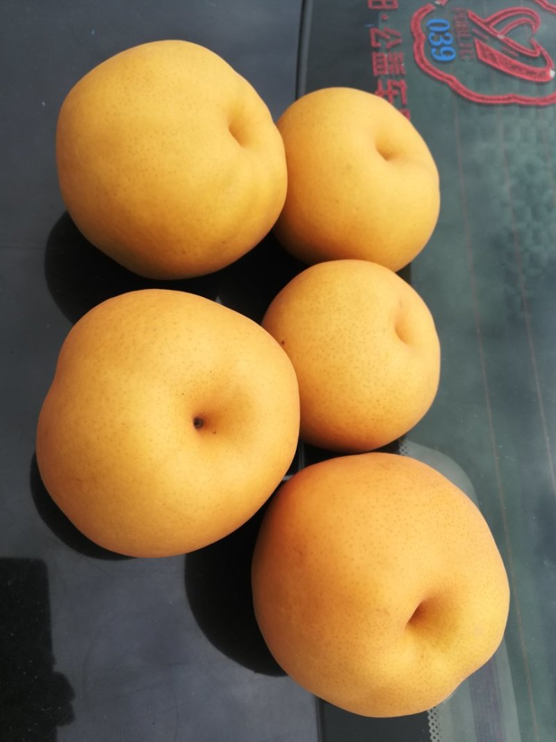 晚秋黄梨，大量上市万亩基地直接发货保证质量！！