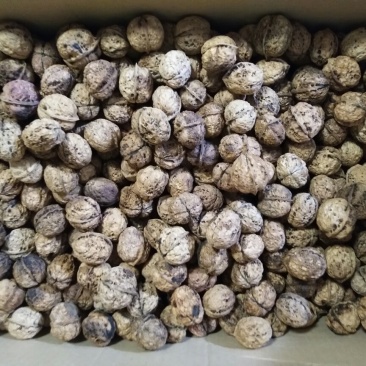 厂家供应云南核桃麻子核桃箱装袋装批发散装包装可上门看货