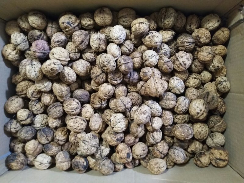 厂家供应云南核桃麻子核桃箱装袋装批发散装包装可上门看货