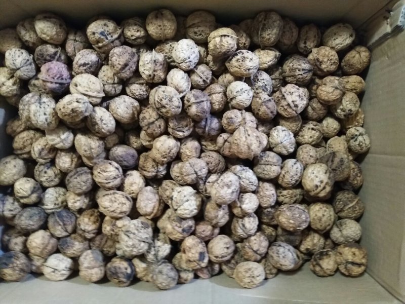 厂家供应云南核桃麻子核桃箱装袋装批发散装包装可上门看货