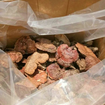 火龙果