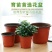 营养钵双色盆育苗盆简易花盆