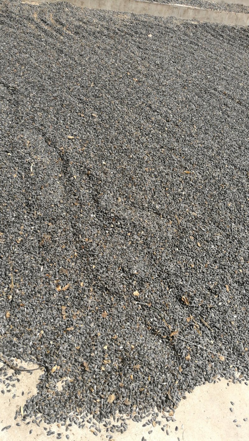 油葵