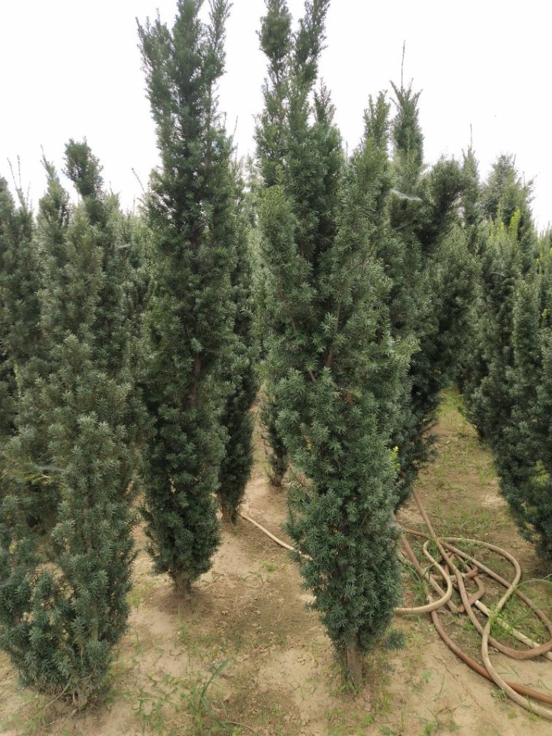 曼地亚红豆杉2~4cm4cm以下2.5~3米