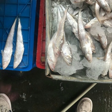 冰鲜毛刀鱼