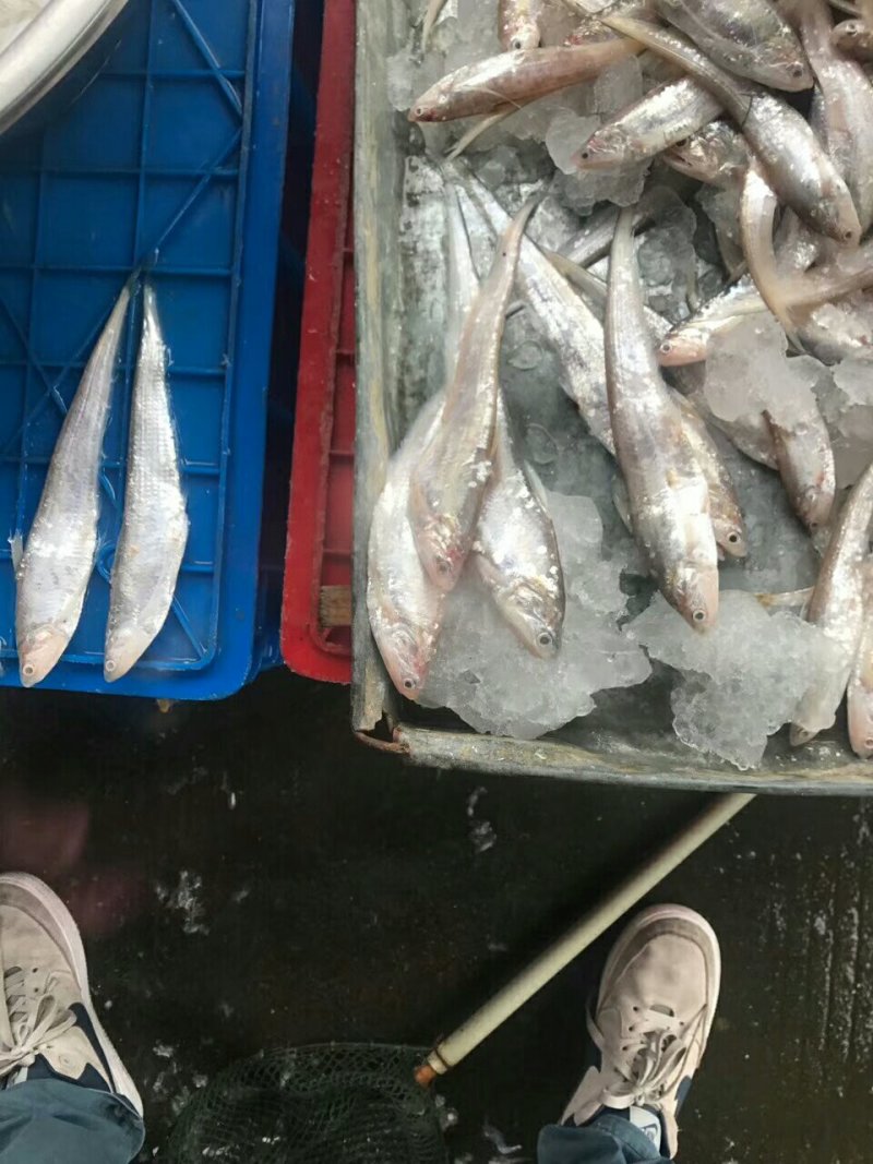 冰鲜毛刀鱼