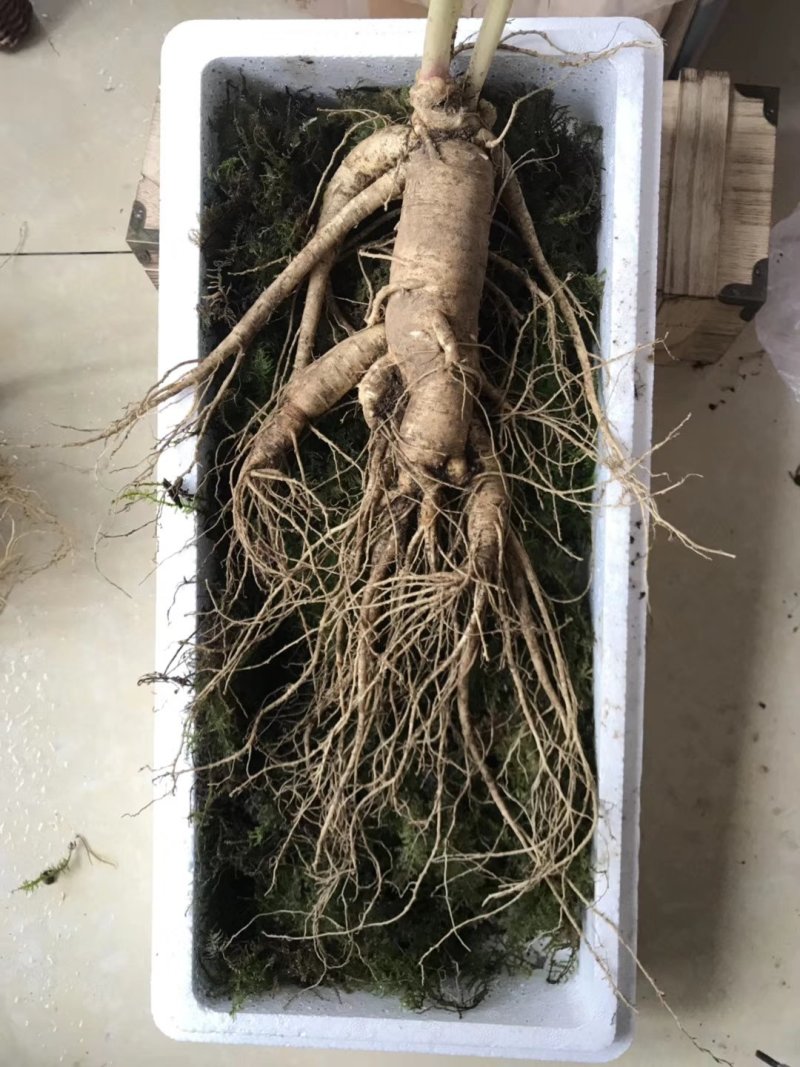 产地种植新鲜大人参一棵也是批发价可配精美礼