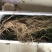产地种植新鲜大人参一棵也是批发价可配精美礼