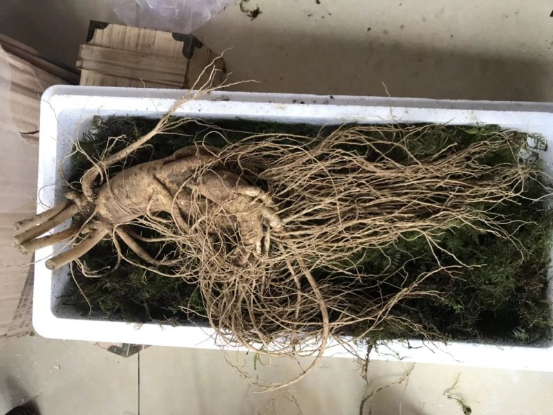 产地种植新鲜大人参一棵也是批发价可配精美礼