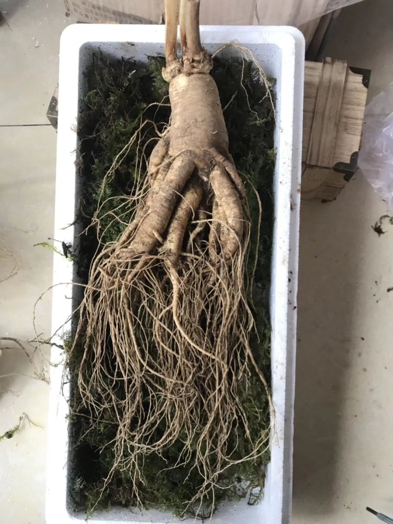 产地种植新鲜大人参一棵也是批发价可配精美礼