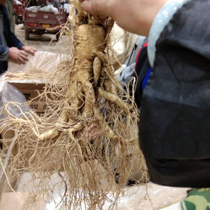 产地种植新鲜大人参一棵也是批发价可配精美礼