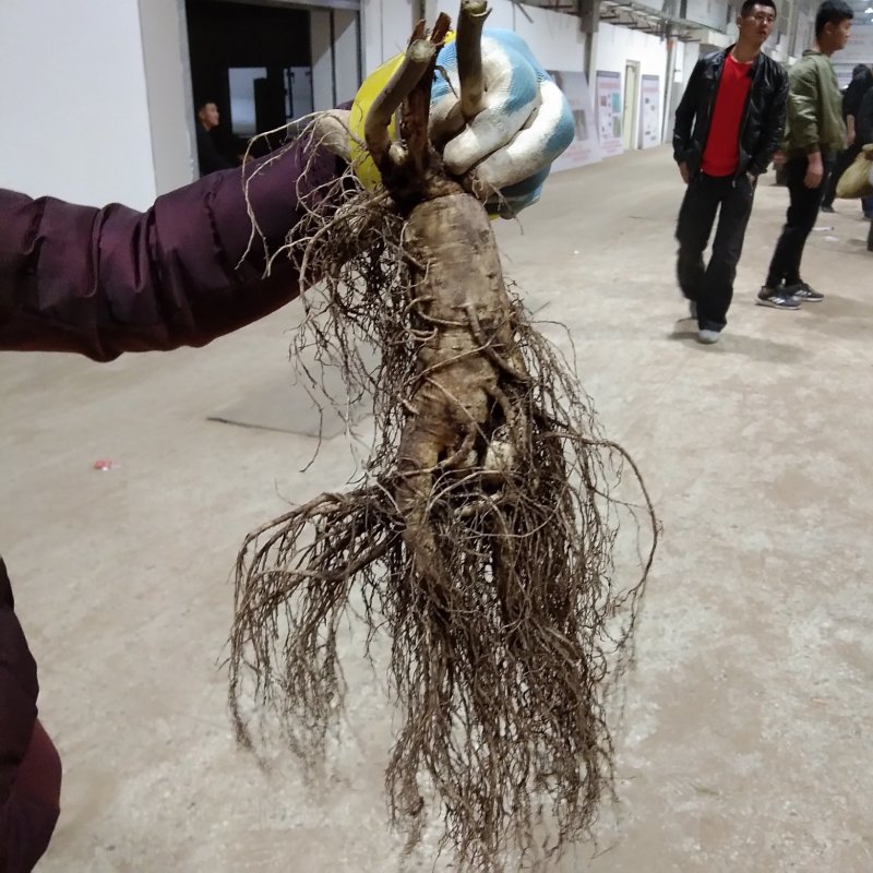 产地种植新鲜大人参一棵也是批发价可配精美礼