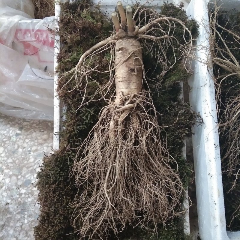产地种植新鲜大人参一棵也是批发价可配精美礼