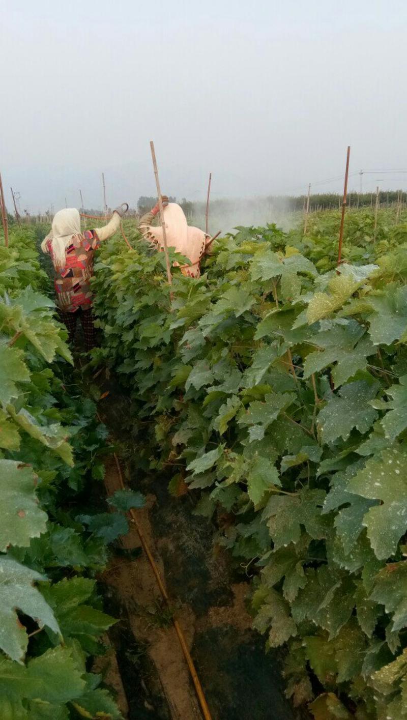 夏黑葡萄苗质量纯度成活率有保证假一赔十免费技术跟中服