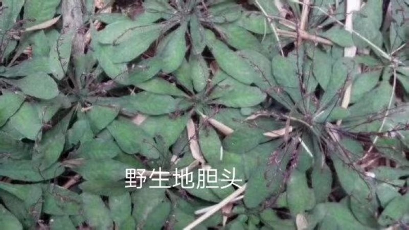 地胆头