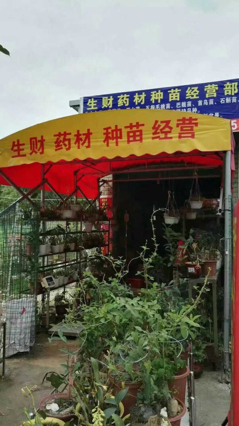 地胆头