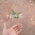 地胆头